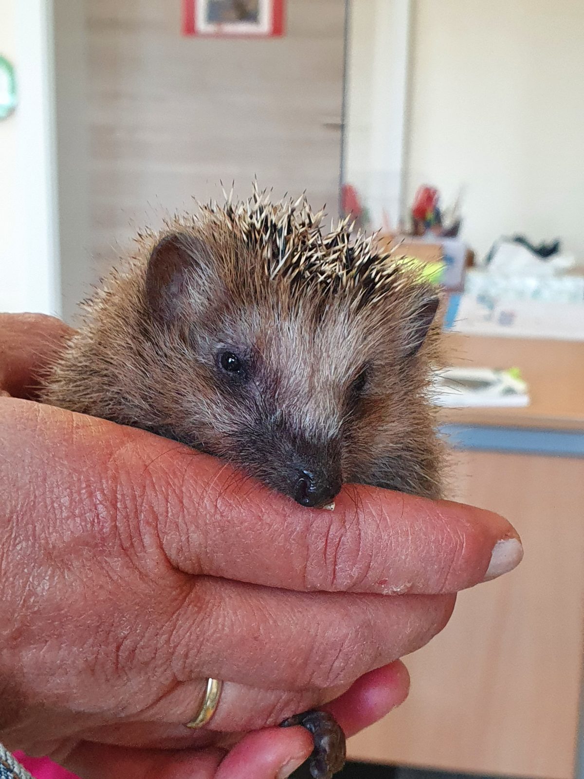 Igel2